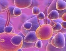 Slider image (2) World Stem Cells